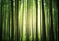 Деревья на рассвете