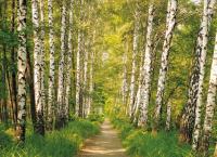 Komar 8-301 (Березовая роща)