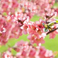 Цветущее дерево