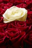 Красные и белые розы