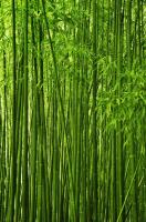 Бамбуковый лес