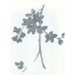 Фото Sandudd Rolleri 5 4862-3