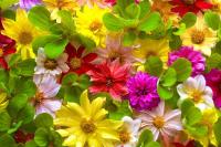 Разноцветные цветы