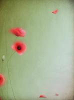 Волшебные маки