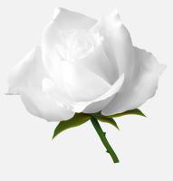 Белая роза