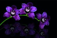 Орхидея на черном