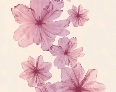 Фото A.S.Creation X-Ray 34272-3