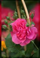 Чайная роза