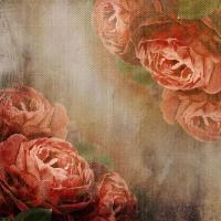 Красивые красные цветы