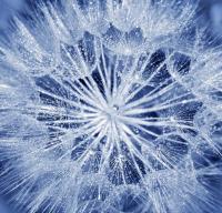 Белый цветок