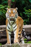 Тигр на природе