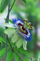 Синий цветок