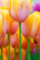 Красивые тюльпаны