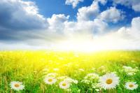 Ромашки в поле