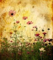 Маки винтаж