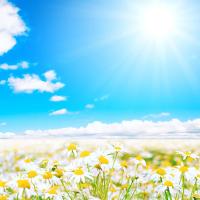 Поле ромашек