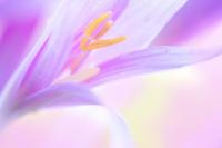 Розовый цветок