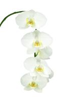 Цветущая ветвь