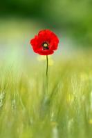 Красный мак в траве