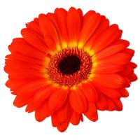 Красная гербера