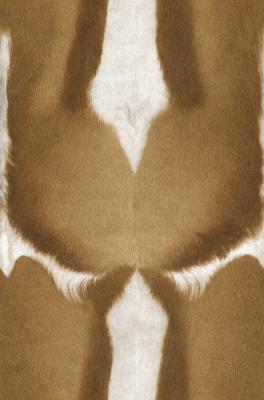 Rasch African Queen 2014 423013