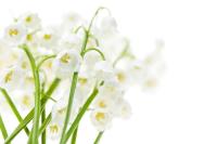 Красивые белые цветочки