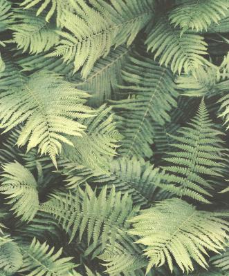 Фото Rasch B.B Home passion 6 860917