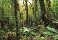 Komar 8-253 (Дремучий лес)