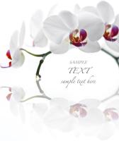 Ветка с белыми орхидеями