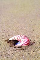 Ракушка на песке