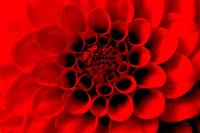 Красная георгина