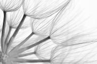 Черно-белые одуванчики