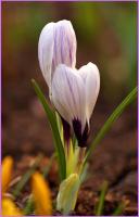 Подснежники