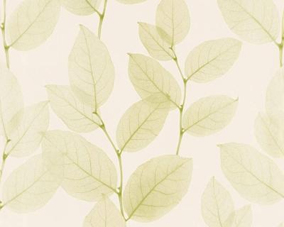 Фото A.S.Creation X-Ray 34247-4