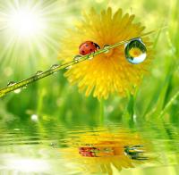 Божья коровка