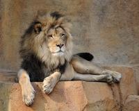 Царь зверей