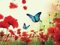 Бабочки над маками