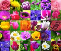 Цветочный коллаж