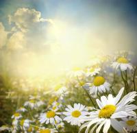 Ромашковое поле