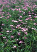 Полевые цветы