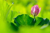 Бутон кувшинки