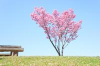 Лавочка и дерево