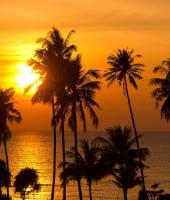 Пальмы на закате