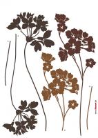 Komar 17005h (Lady?s Smock)