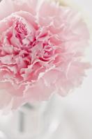 Розовая гвоздика