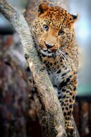 Маленький леопард
