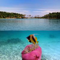 Подводный мир океана