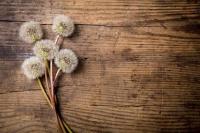 Белые одуванчики