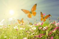 Бабочки над цветами