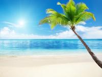 Пальма на берегу моря